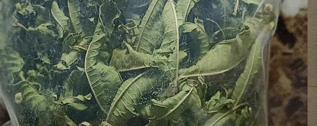 八角金盘的养殖方法和注意事项有哪些