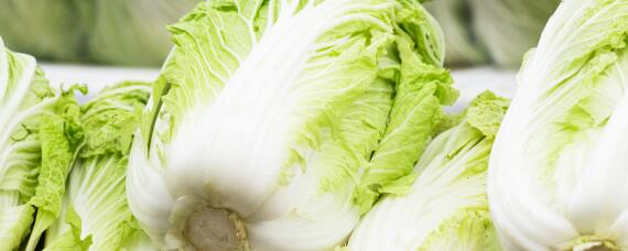 白菜烂根用什么药