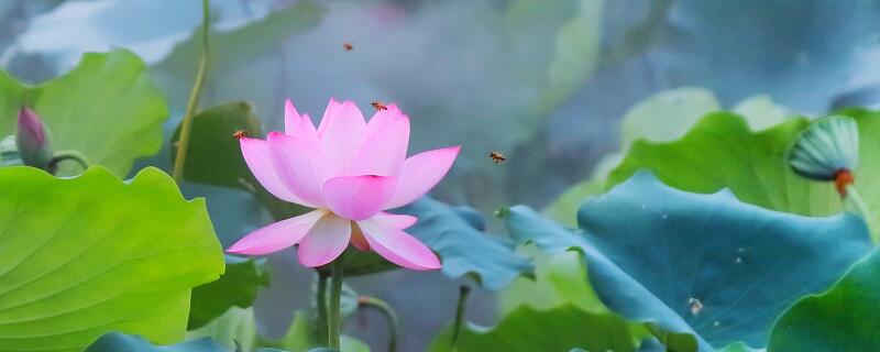 荷花病害怎么治