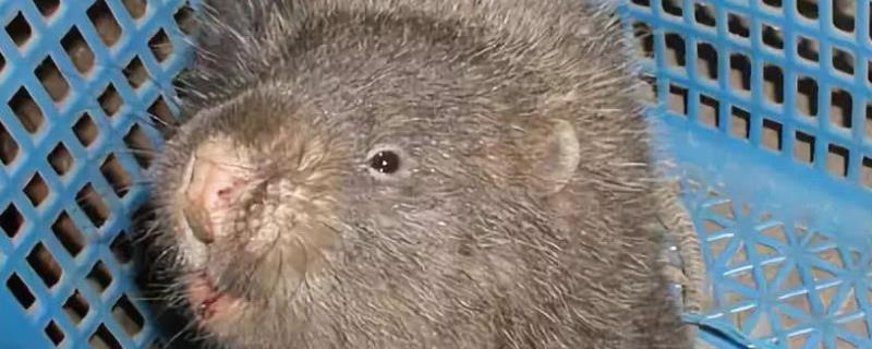 竹鼠还能养吗一般竹鼠有多少斤