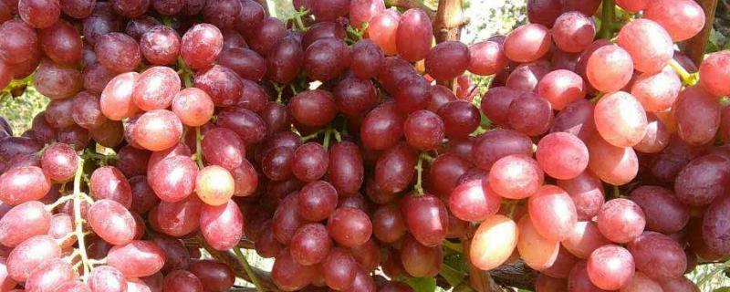 克瑞森和克伦生区别附克瑞森葡萄种植技术