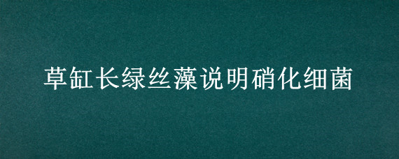 草缸长绿丝藻说明硝化细菌