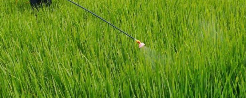 甲拌磷是什么农药可以杀那些重残留期是多长时间