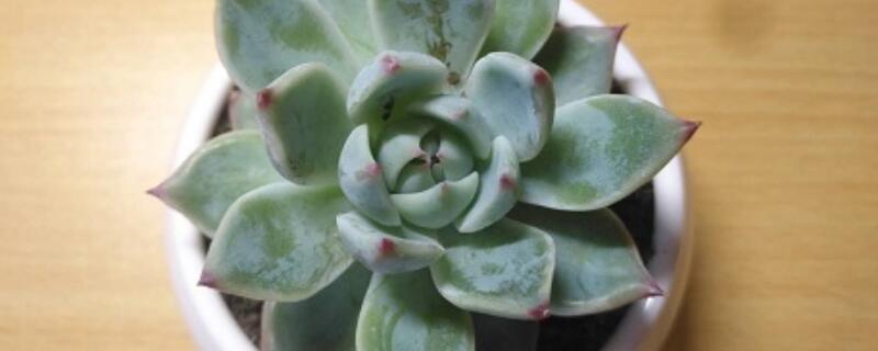 吉娃娃多肉能长多大