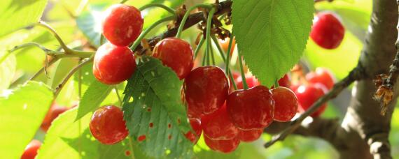 大樱桃的种植和管理技术