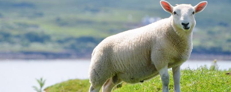 羊呼吸呼噜呼噜的怎么回事羊趴着哼哼是怎么回事