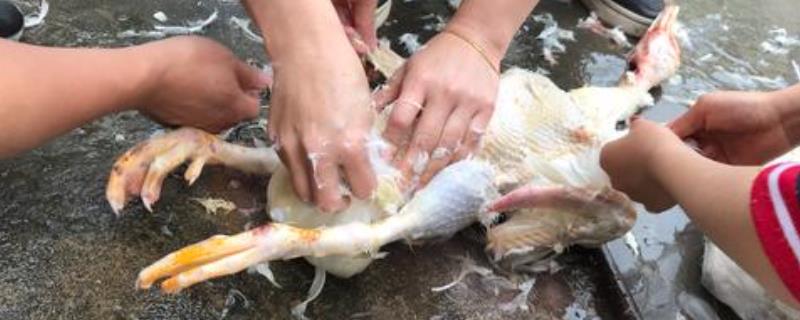 怎么杀鸭最简单最快杀鸭子怎么脱毛快而干净