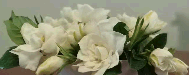 栀子花繁殖方法有哪些