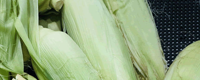 一株玉米能长几个玉米棒子