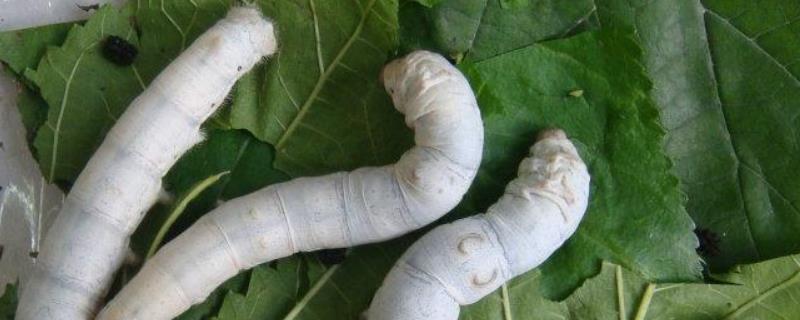 蚕吃的桑叶有什么要求多久喂一次