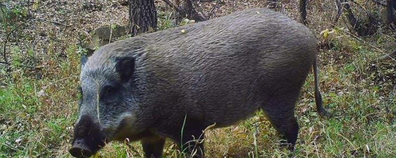 野猪喜欢吃什么东西疣猪和野猪的区别