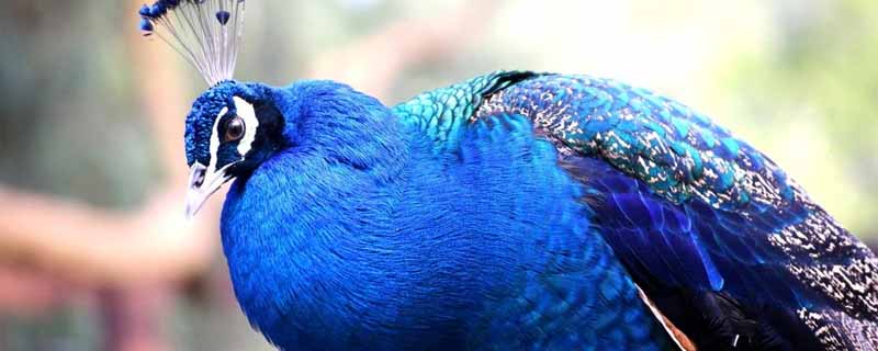 蓝孔雀幼崽怎么养