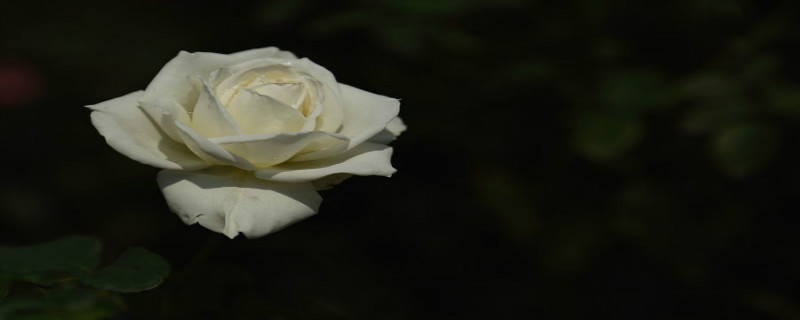 玫瑰花病害怎么治