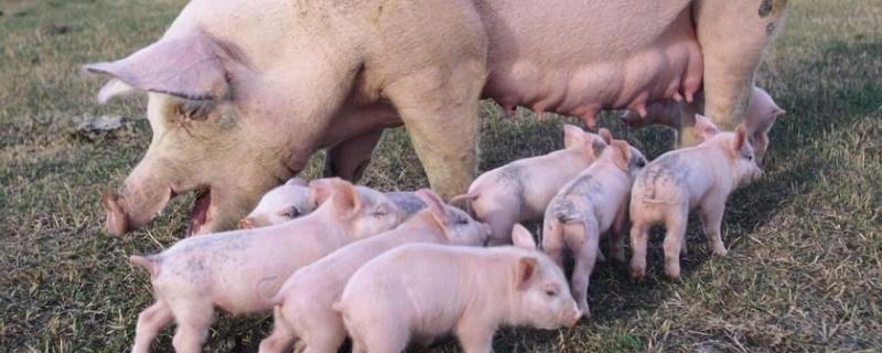 母猪一般隔多久下一头母猪打促排针的利弊