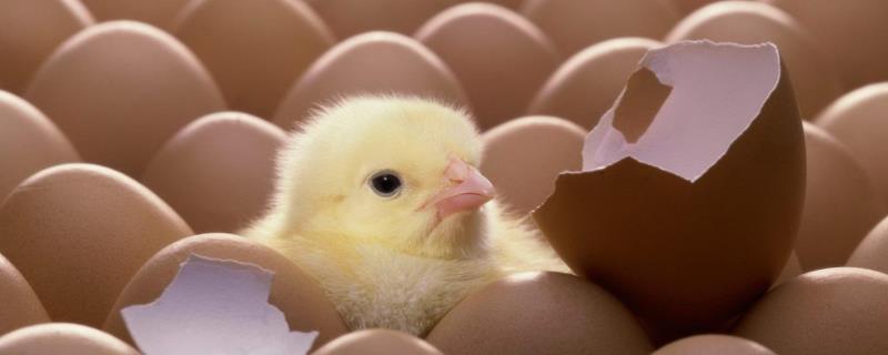 为什么小鸡晚上老是叫个不停不吃饭一直叫唤怎么办