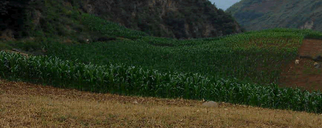 玉米茎腐病症状及防治方法