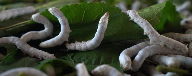 蚕多久喂一次桑叶喂桑叶时应该注意什么