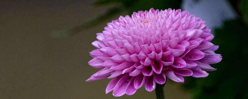 水培菊花怎么养殖？水培菊花的养殖方法