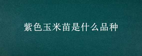 紫色玉米苗是什么品种