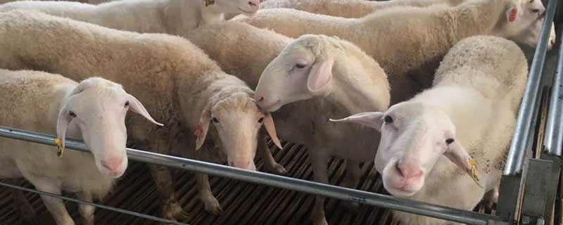 湖羊有几个品系