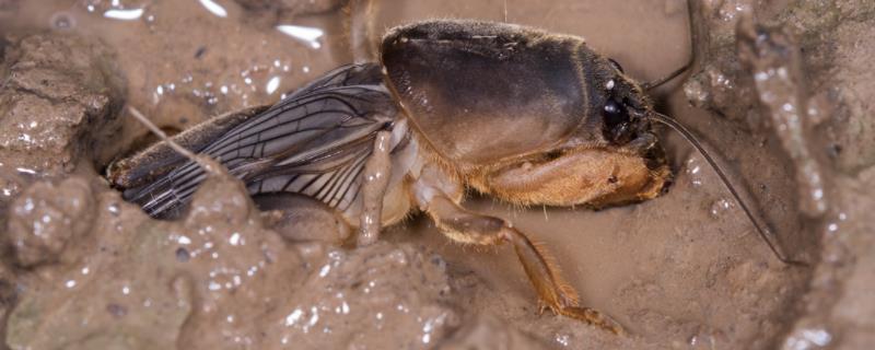 蝼蛄的危害及防治方法附危害植物的症状