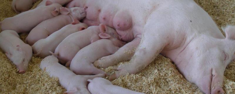 正常母猪排卵流什么样东西用促排卵3号使用方法