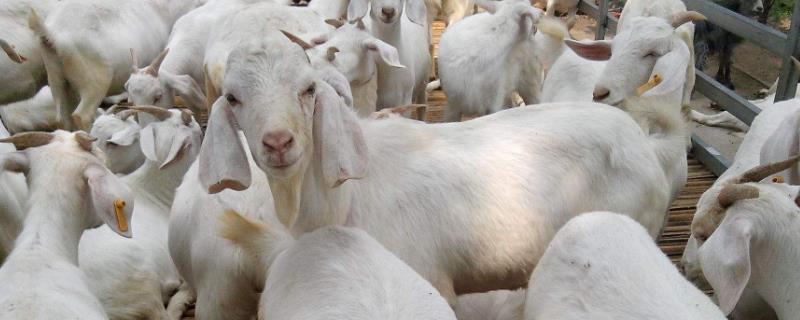 育肥羊养殖技术与管理养羊大棚怎么建设