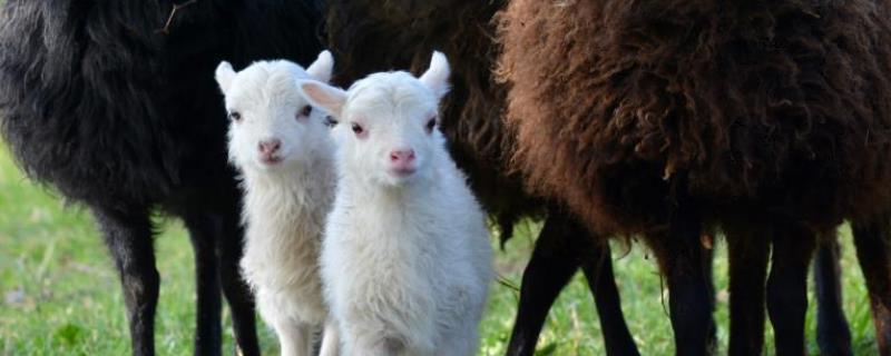 吃奶的小羊羔拉稀用什么药拉稀死亡是什么原因