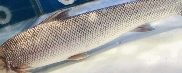 鱼身上烂了怎么办