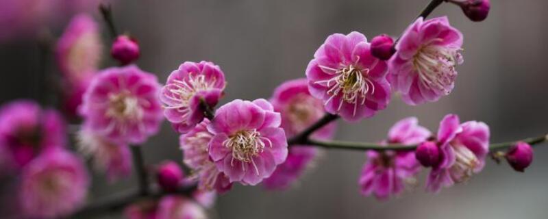 红梅是常绿还是落叶