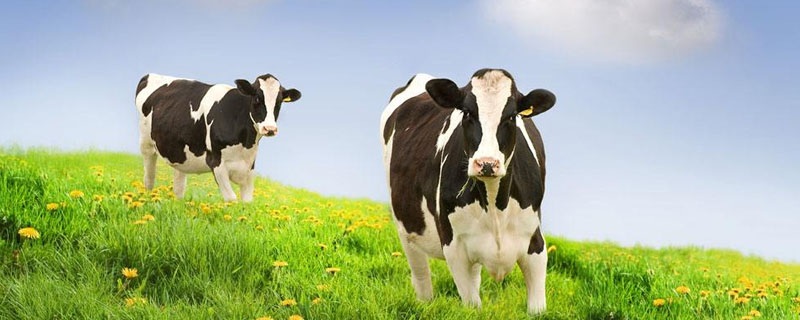 奶牛泌乳期多少天