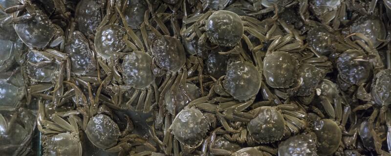 大闸蟹怎么看死了没有