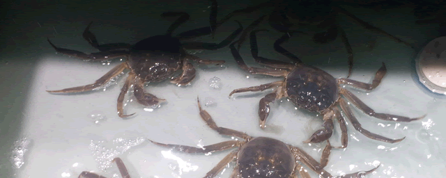 螃蟹五壳什么时候脱