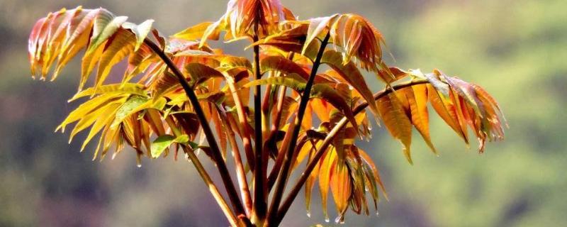 香椿无土栽培技术无根怎么才能活