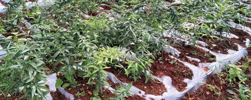 黄精一亩种植多少株附种植方法