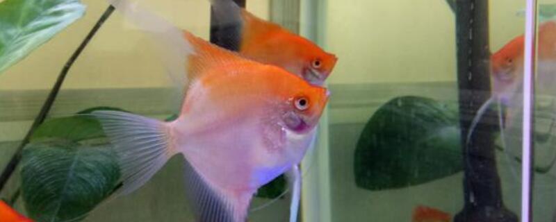 燕鱼是不是热带鱼