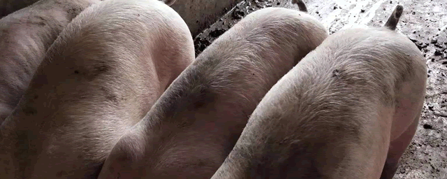 巴马香猪疾病及防治方法有哪些