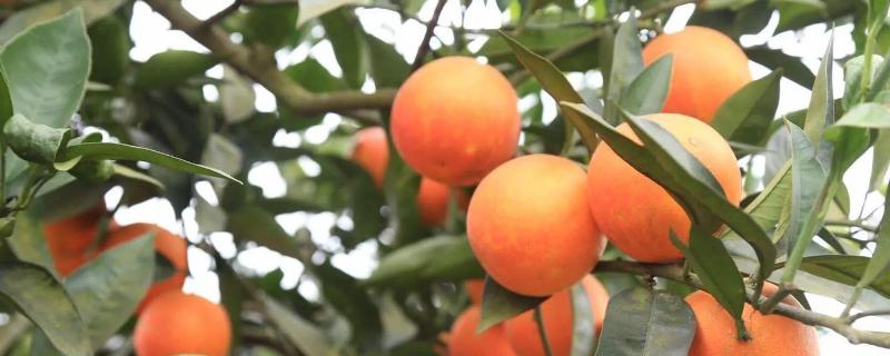 影响果汁产量的因素什么酶能提高果汁产量