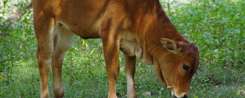 牛犊出生站不起怎么治疗吃什么饲料长得快