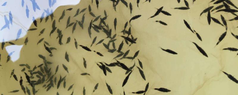 鱼苗消毒用盐水浓度是多少鱼苗是怎么培育出来的