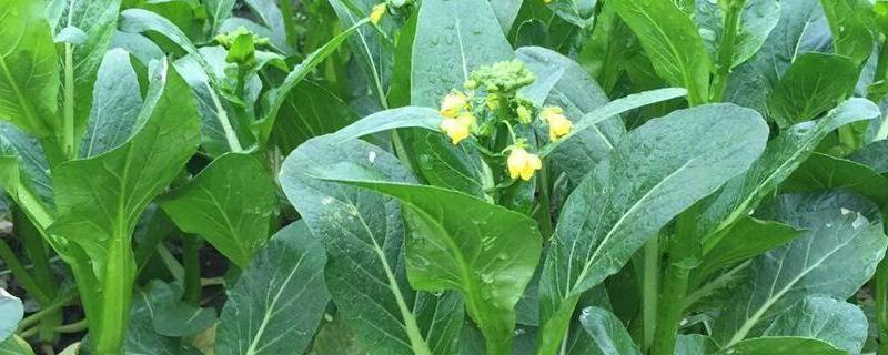 青菜种植方法周期是多久种植过程中需要注意什么