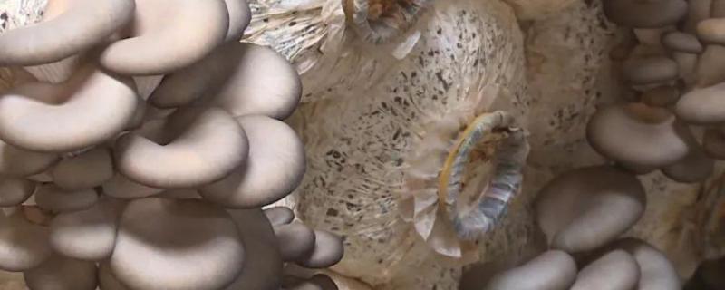 蘑菇生长环境蘑菇种植需要注意哪些问题