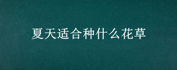夏天适合种什么花草