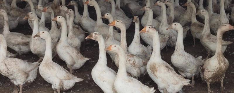 三花鹅一年能下多少个蛋经常下软蛋怎么治疗