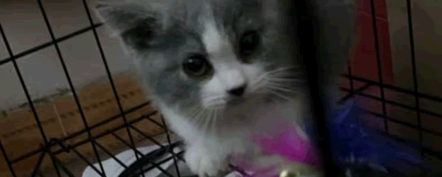 猫打呼噜是怎么回事啊