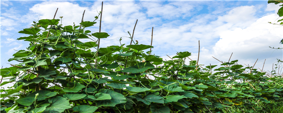 葫芦什么时候打顶