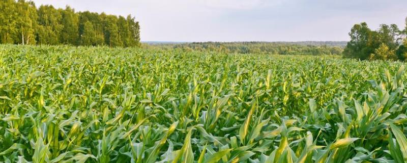 益农玉18号玉米生长期多少天附简介