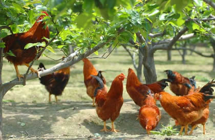 养鸡好还是养鸭好?