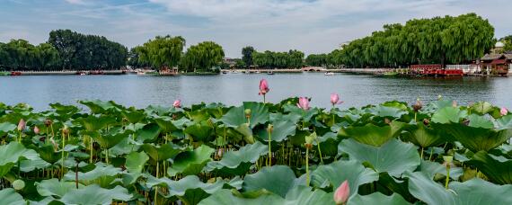 池塘养鱼新技术