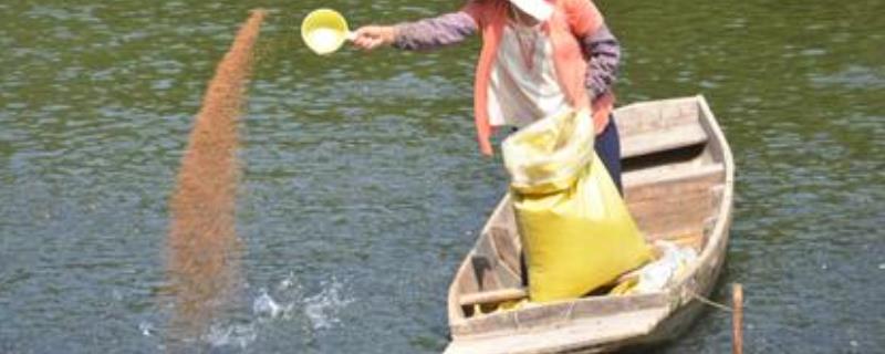 三黄粉水产养殖的作用比例是多少合适